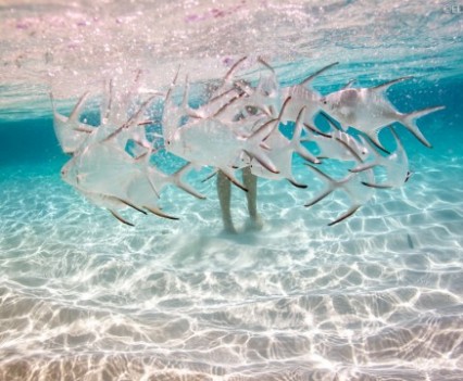 Underwater Photography Elena Kalis